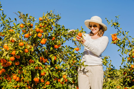 Smiling caucasian girl in white tshort and hat harvesting mandarins and oranges in organic farm....
