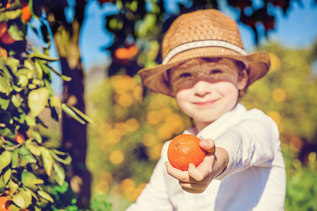 Portrait of attractive cute young boy picking mandarins at citrus farm on sunny summer day. Family healthy, fun activity on holidays conceptの写真素材