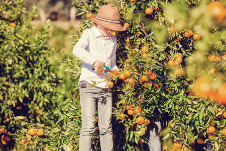 Portrait of attractive cute young boy picking mandarins at citrus farm on sunny summer day. Family healthy, fun activity on holidays conceptの写真素材
