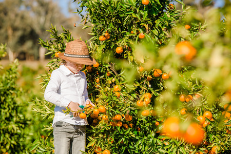 Portrait of attractive cute young boy picking mandarins at citrus farm on sunny summer day. Family healthy, fun activity on holidays conceptの写真素材