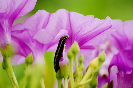 caterpillarの写真素材