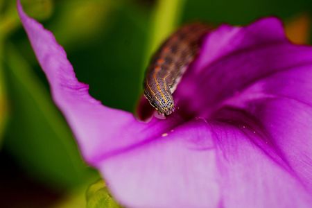 caterpillarの写真素材