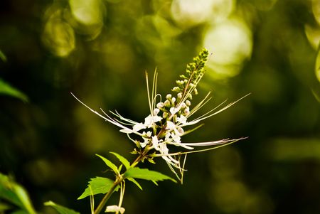 flowerの写真素材