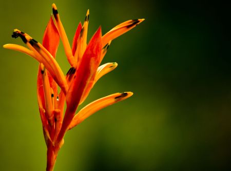 flowerの写真素材