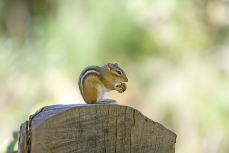 chipmunk sitting on a tree stump and eating nutの写真素材