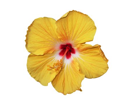 beautiful orange hibiscus isolated against white backgroundの写真素材