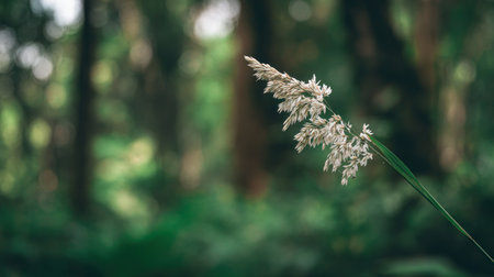 Gentle wild grass swaying in woodland with dreamy bokeh.の素材