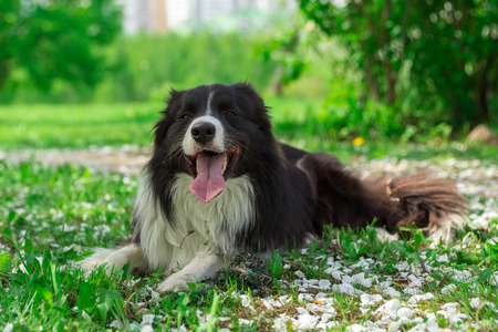 Happy dog ??at summer park with the petals of appletree flowersの写真素材