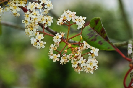 Spring flowersの写真素材