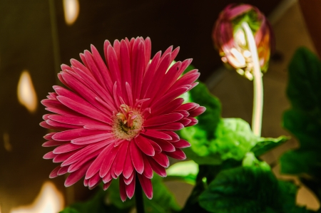 Flower that opens the way of the gardenの写真素材