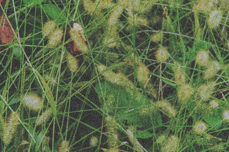 meadow grasses forming a texture for a picture