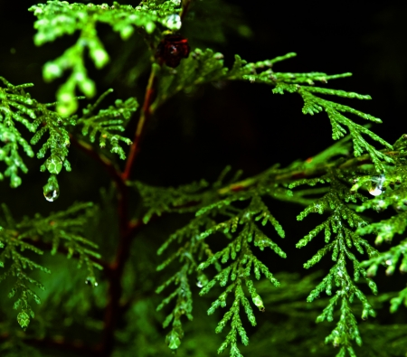 Branch of tree that has a drop hangingの写真素材