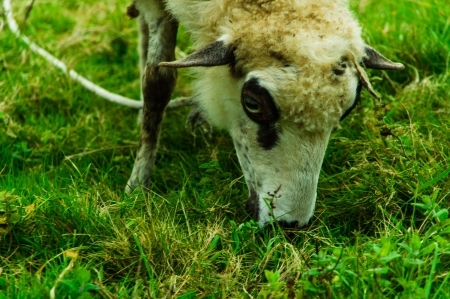 Sheep grazing a green and fresh grassの写真素材