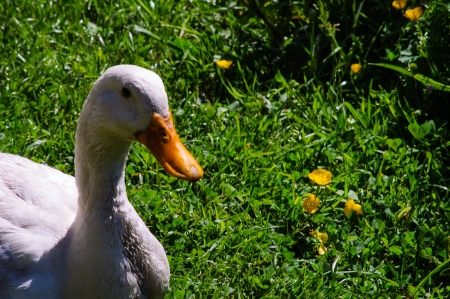 Duck walking along the estateの写真素材