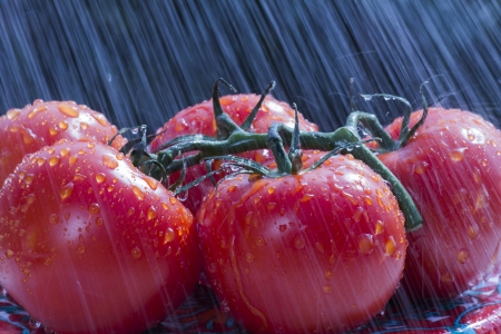 Red Tomatoes in the Rainの写真素材