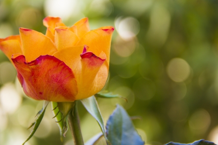 Red/Orange Rose on Green Bokeh Backgroundの写真素材