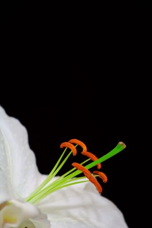 Close-up of a part of a lily isolated on a black backgroundの写真素材