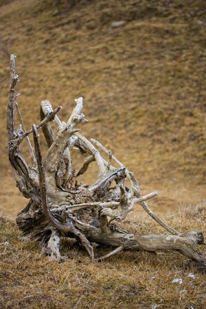 Tree root upside down on a fieldの写真素材