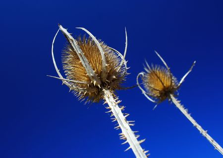 Close up of thistle under clear blue sky