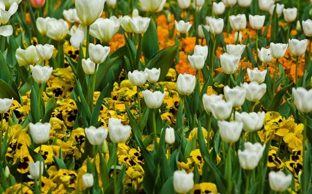 Colorful tulips in a parkの写真素材