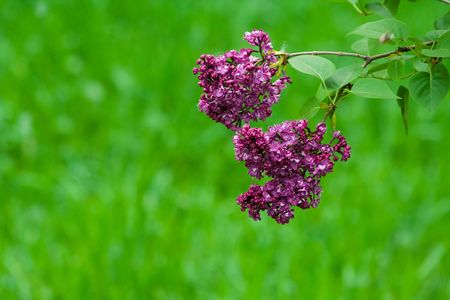 Close-up of lilac flowers over blurred green backgroundの写真素材