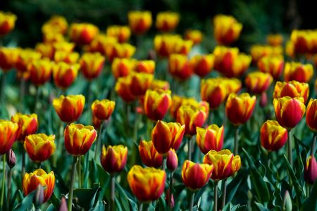 Bunch of tulips in a gardenの写真素材