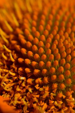 Close-up of an orange gerbera flowerの写真素材