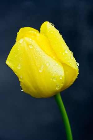 Close-up of a yellow tulip with water dropsの写真素材
