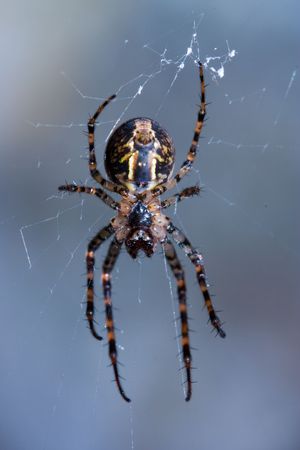 Close-up of a venomous spider hanging in it's web