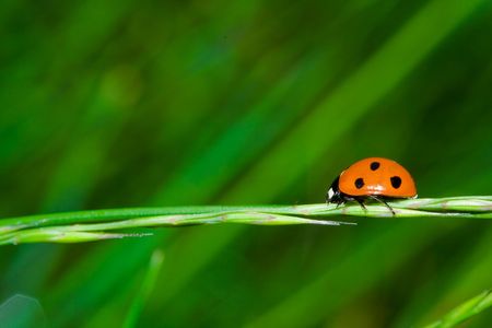 Close-up of a ladybug on a straw over green blurred backgroundの写真素材