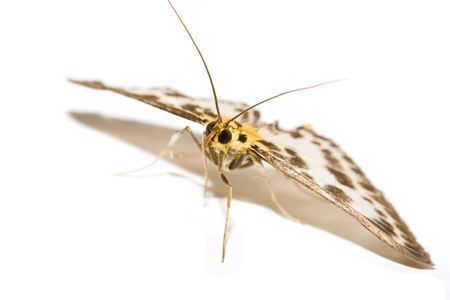 Yellow and brown butterfly isolated over white backgroundの写真素材