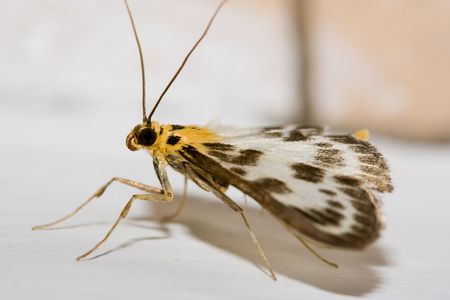Yellow and brown butterflyの写真素材