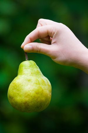  hand holding a single pear on blurred green backgroundの写真素材