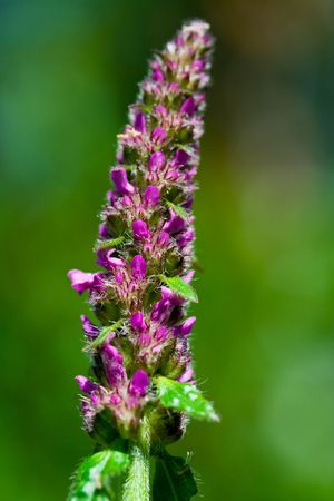 Close up of a purple flower on green blurred background