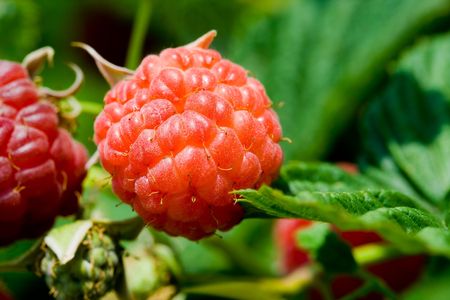 Close up of riped raspberries over green background