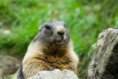 Closeup portrait of a cute marmotの写真素材