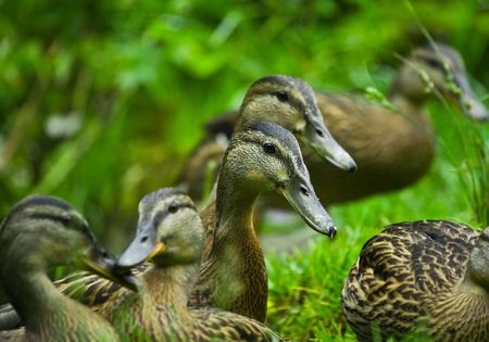 Image of a group of ducks in grassの写真素材