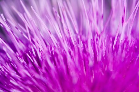 Close up of a purple flowerの写真素材