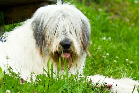 Portrait of a romanian shepherd dog in grassの写真素材