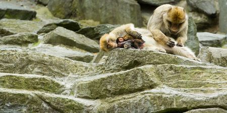  of macaques taking care of each otherの写真素材