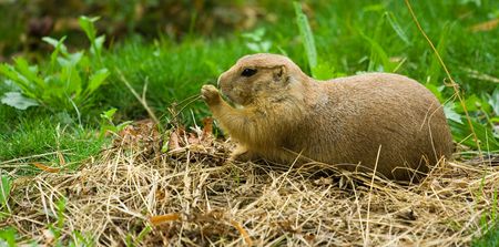 Little prairie dog playing in grass