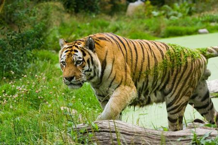 Tiger on the water in a summer dayの写真素材