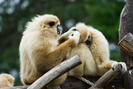 Two monkeys cleaning each otherの写真素材
