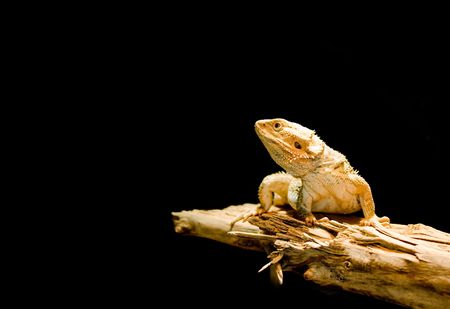 Close-up of a lizard isolated on black backgroundの写真素材