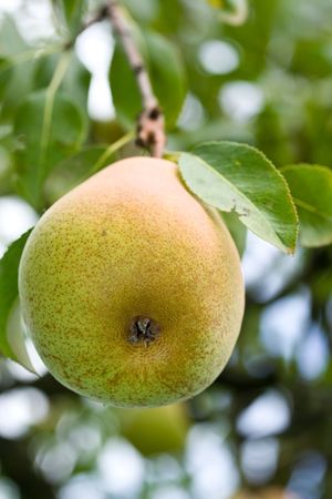 One pear hanging on a branch against blurred backgroundの写真素材