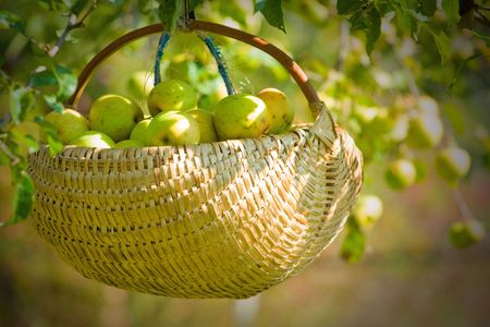 Close-up of a basket full of applesの写真素材
