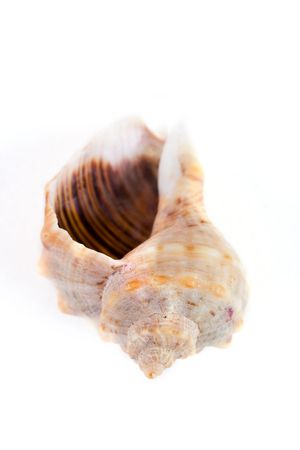 Channeled whelk spiral shell isolated on white background