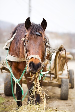 Brown horse tied to a trailerの写真素材