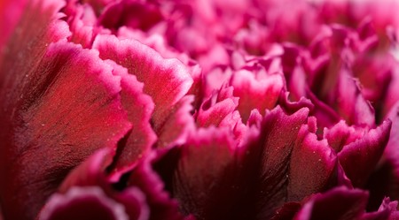 Macro of an inside of a carnation flower (dianthus)の写真素材