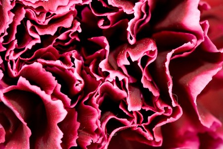 Close up of a red carnation flower (dianthus)